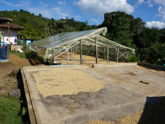 コロンビア ラ・エスペランサ農園 ピンクブルボン 200g